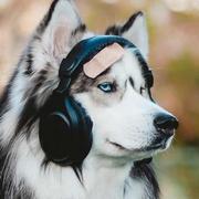 OvO635的个人资料头像