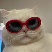 戴墨镜的猫的个人资料头像