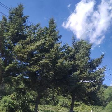 花姐来讲车头像