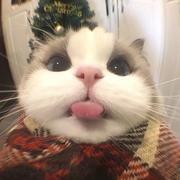 qiii的个人资料头像