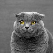 迪士尼在逃猛男的个人资料头像