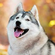 linhoon的个人资料头像