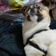 安之若素73的个人资料头像