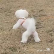 牧羊犬85的个人资料头像