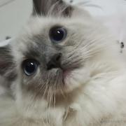 咩咩子的个人资料头像