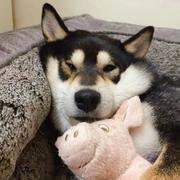 omenkk7的个人资料头像