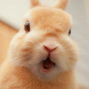 Bug制造者_Guo的个人资料头像