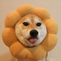 用户728540726171头像