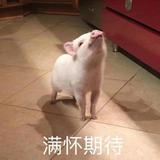 Ltantan头像