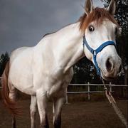驴魔王的个人资料头像