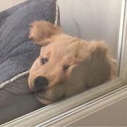 Xiaoru_魚的个人资料头像