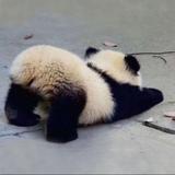 扎实橘头像
