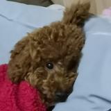 风度翩翩的晓荣头像