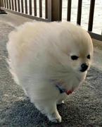 羊羔球的个人资料头像