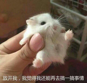 mixiaole的个人资料头像