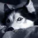 nbsp不想说话的个人资料头像