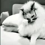 小关呀669头像