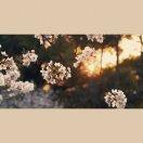 Sophia_hyLi的个人资料头像