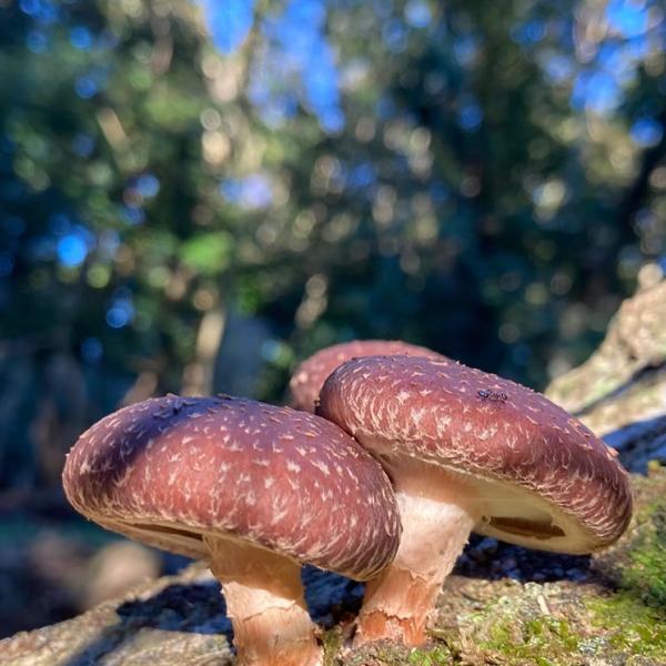 龙泉三菇爷头像