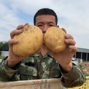 农村土豆哥助农头像