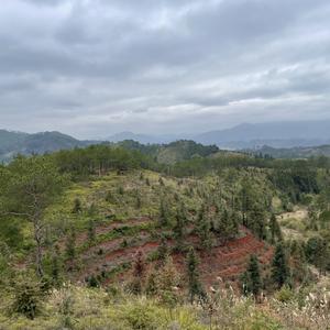 松山湖阿强头像