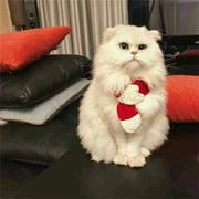 kori的个人资料头像