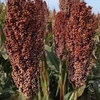 裕粮源高家纯粮酒坊头像