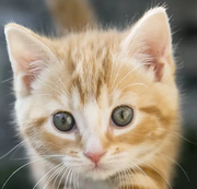 im不想说话的个人资料头像