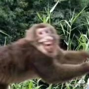 月半695的个人资料头像