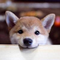 大猪蹄子1835头像