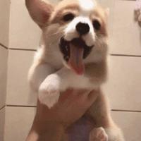 善假于物也785头像