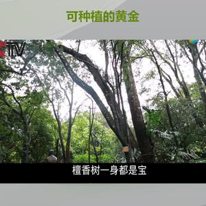 檀香汇生态头像