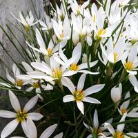 小马哥（有关必回）头像