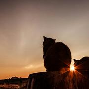 LinM的个人资料头像