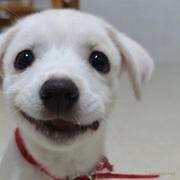 超爱小狗的个人资料头像