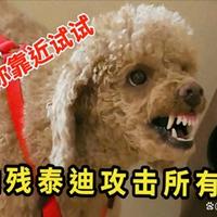 迪是好车泰迪只是狗头像