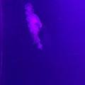 德才兼备雪碧V头像