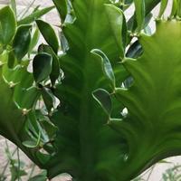 乖巧风铃Xi头像