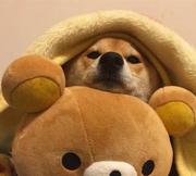 阿汤爱吃橘子的个人资料头像