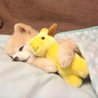 铁胆龙神号头像