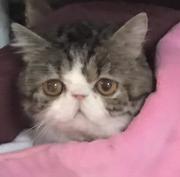 cty288的个人资料头像