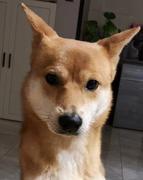 CZCZCZ的个人资料头像