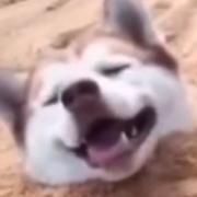 OldLai的个人资料头像