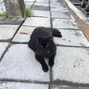 maoshu的个人资料头像