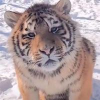 独行的武士头像