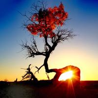 碧海苍梧大丈夫头像