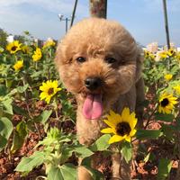 珠海珠光小星星头像