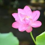 GMH瑶瑶头像