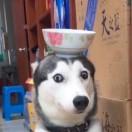 羊驼乖乖的个人资料头像