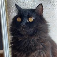 艾维娜黎明头像